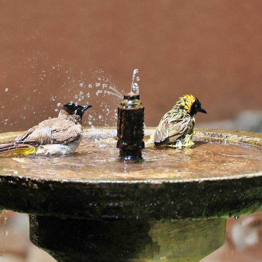 Bird Bath Guide