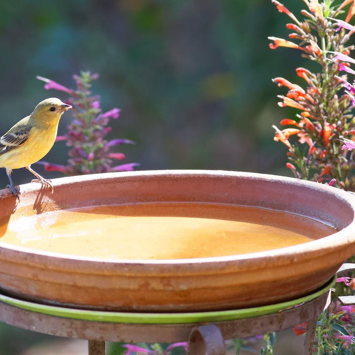 How to choose the right bird bath?